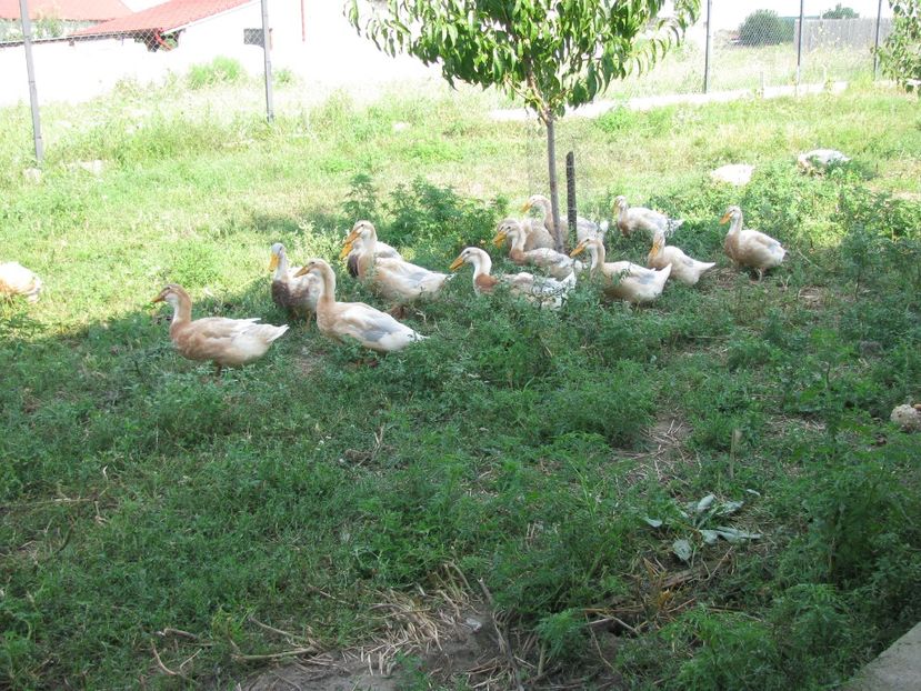  - TINERET SAXONE 2018