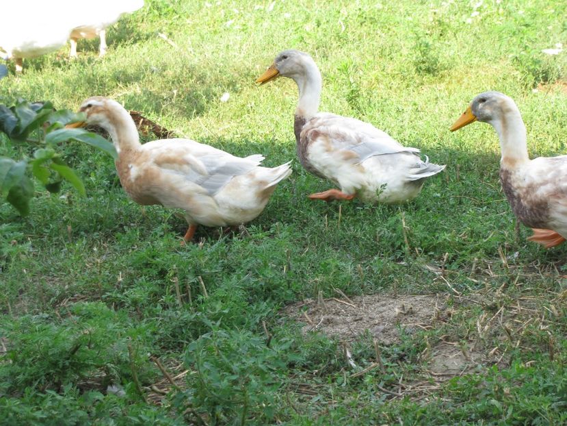  - TINERET SAXONE 2018