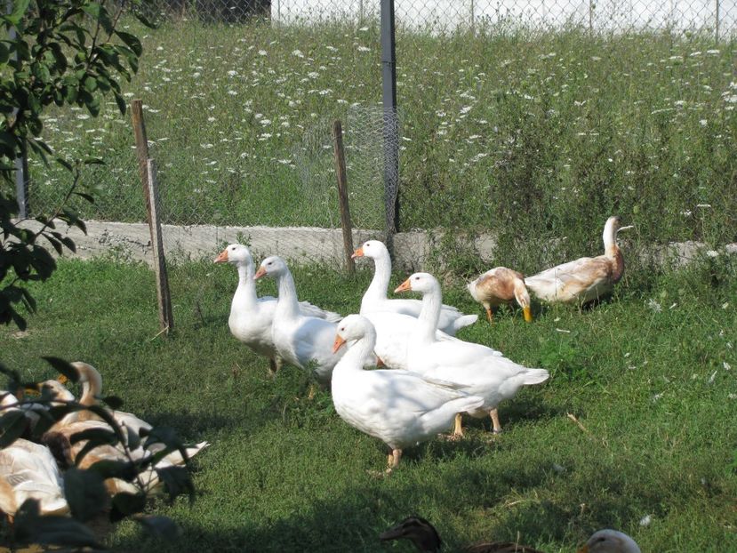  - TINERET SAXONE 2018