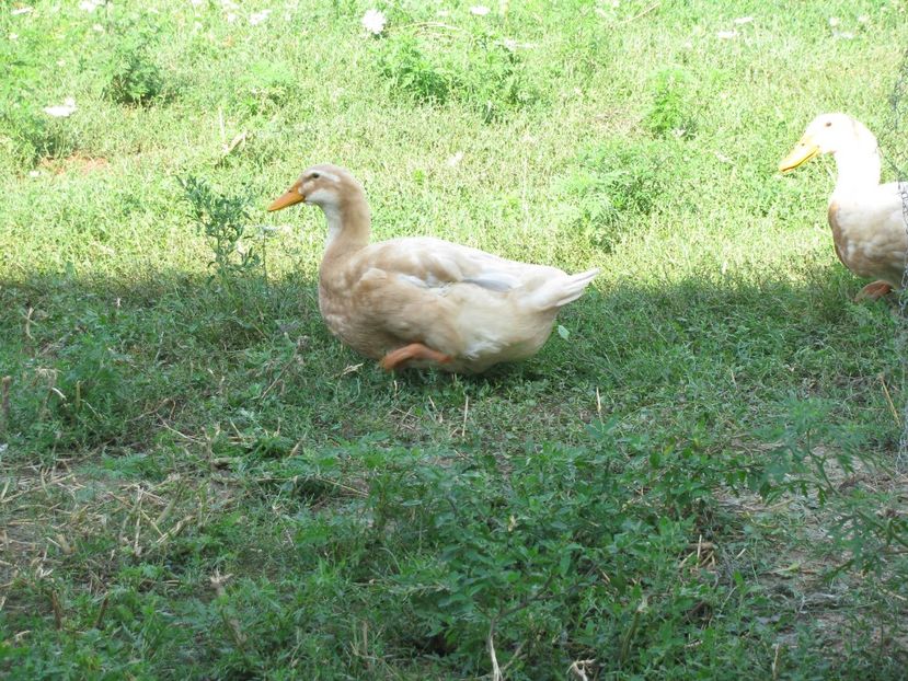  - TINERET SAXONE 2018