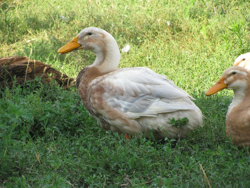  - TINERET SAXONE 2018