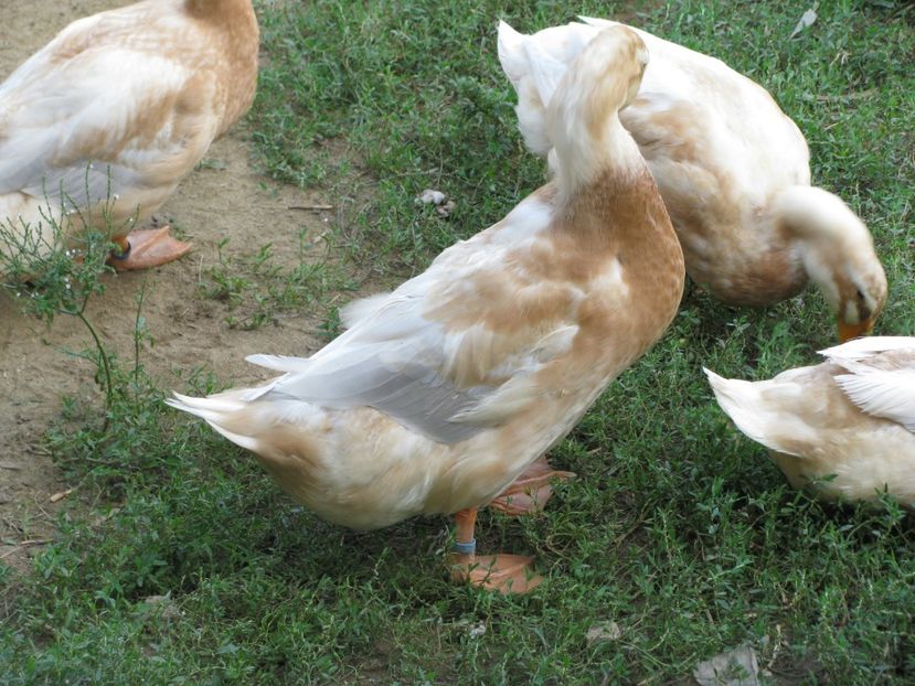  - TINERET SAXONE 2018