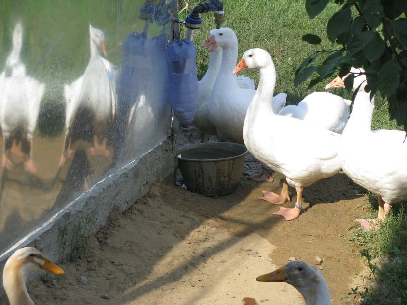  - TINERET SAXONE 2018