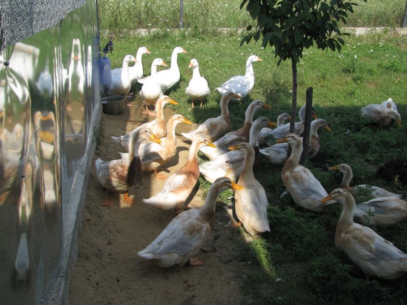  - TINERET SAXONE 2018