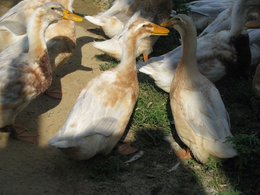  - TINERET SAXONE 2018