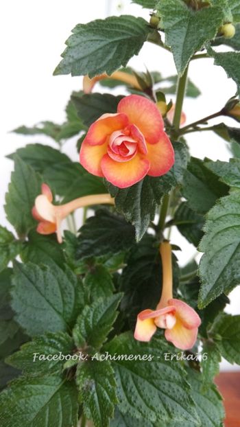 2017 - Peach Orchard