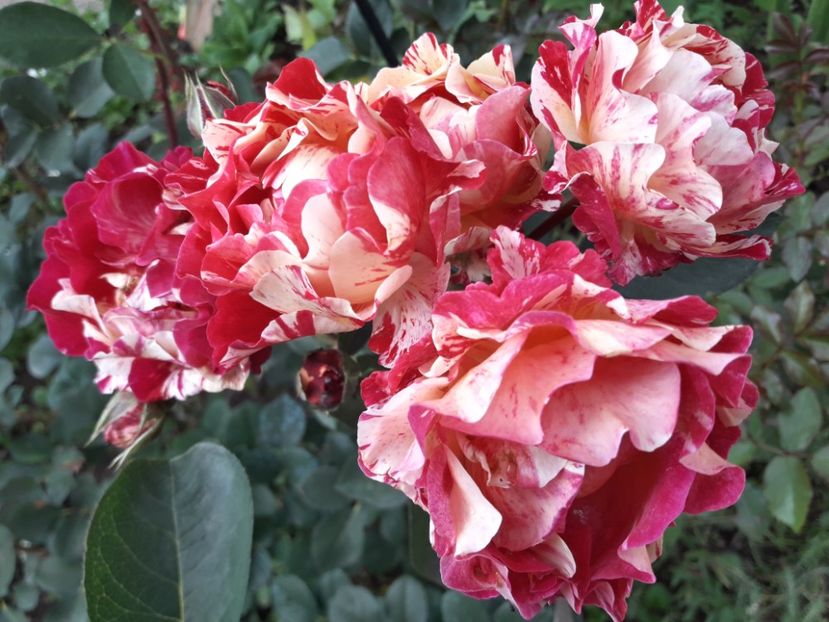  - TRANDAFIRI IULIE 2018