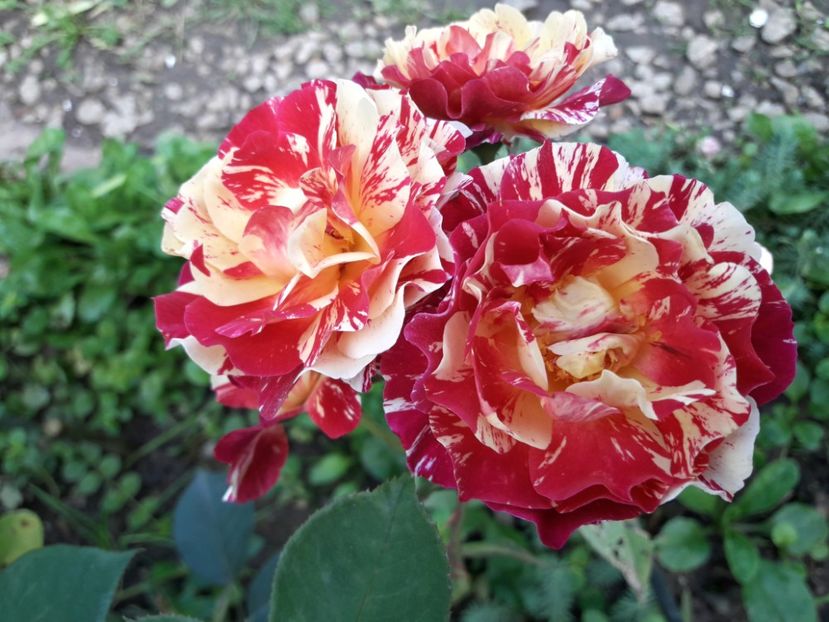  - TRANDAFIRI IULIE 2018