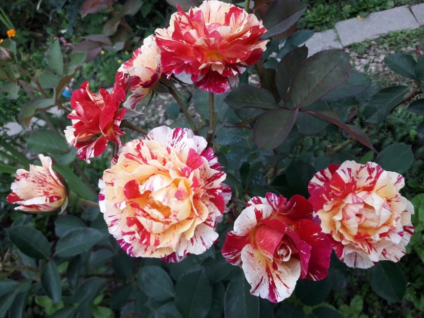  - TRANDAFIRI IULIE 2018