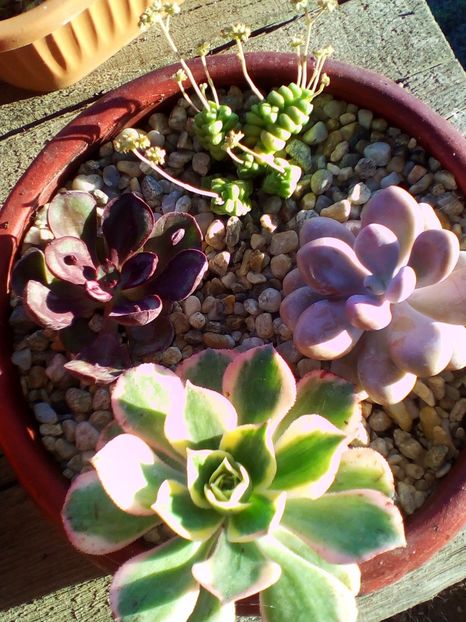  - plantutele mele