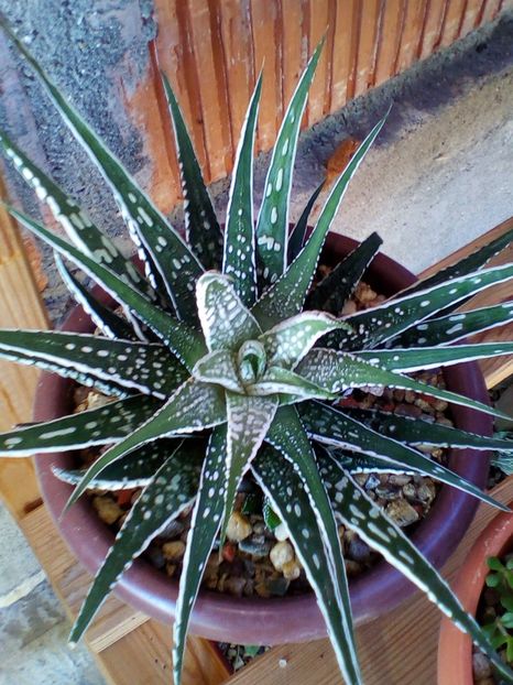  - plantutele mele