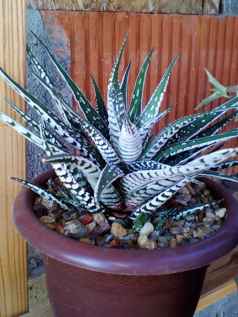  - plantutele mele