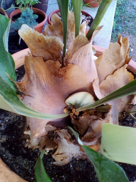  - plantutele mele