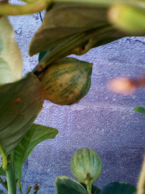  - plantutele mele