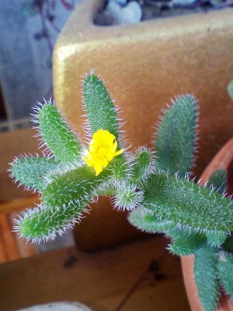  - plantutele mele