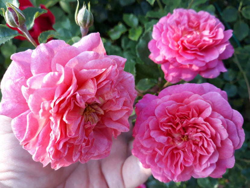  - CHRISTOPHER MARLOWE David Austin 3