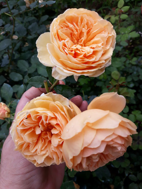  - CROWN PRINCESS MARGARETH David Austin 3