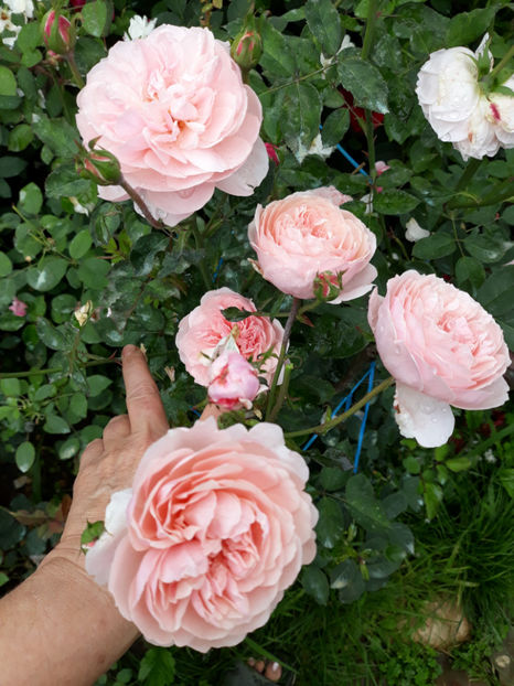  - THE ALNWICK ROSE David Austin 3