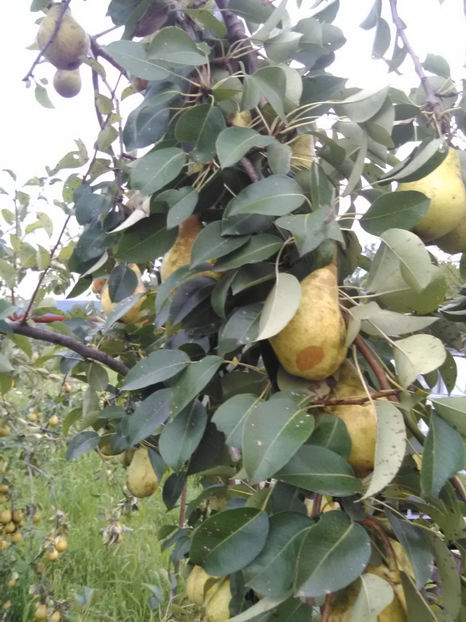  - Imagini 22 iulie 2018