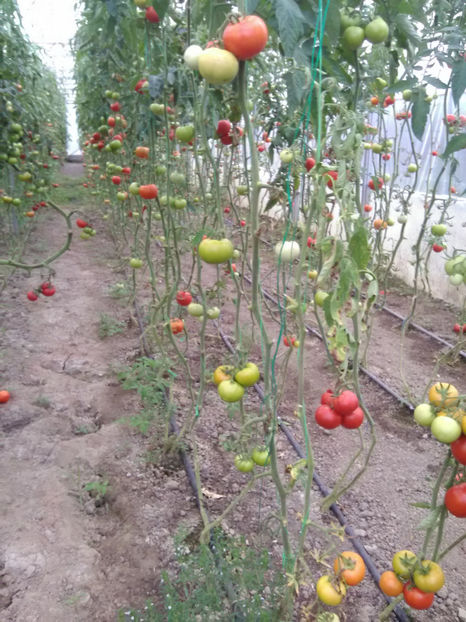  - Imagini 22 iulie 2018