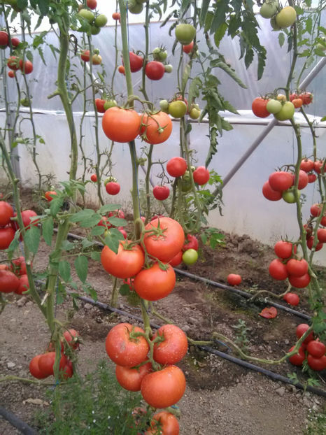  - Imagini 22 iulie 2018