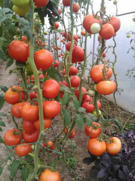  - Imagini 22 iulie 2018