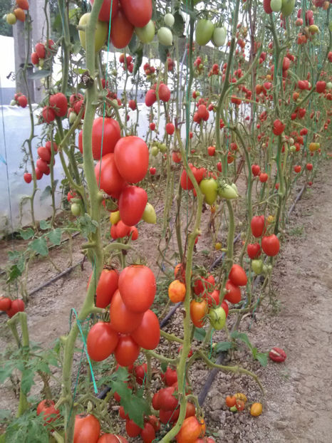  - Imagini 22 iulie 2018