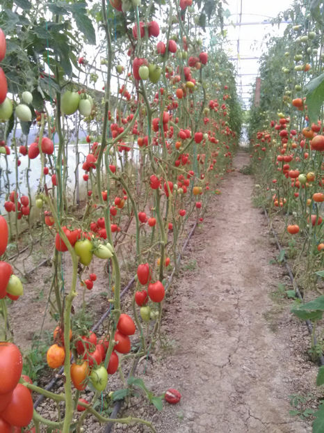  - Imagini 22 iulie 2018