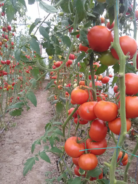  - Imagini 22 iulie 2018