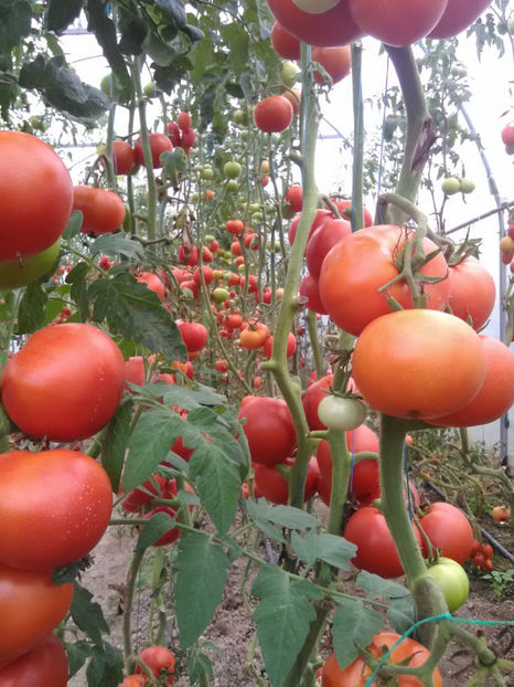  - Imagini 22 iulie 2018