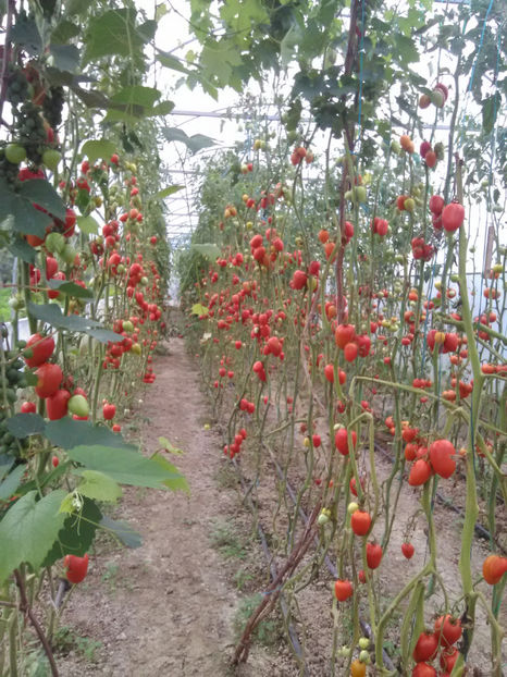  - Imagini 22 iulie 2018