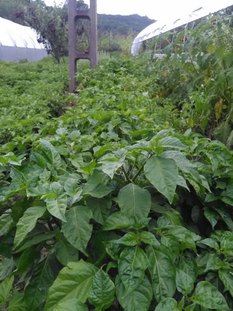  - Imagini 22 iulie 2018