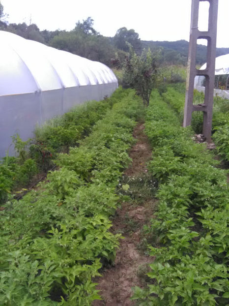  - Imagini 22 iulie 2018