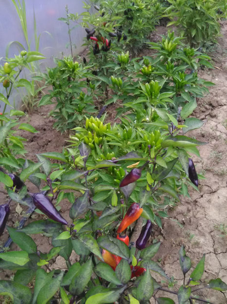  - Imagini 22 iulie 2018