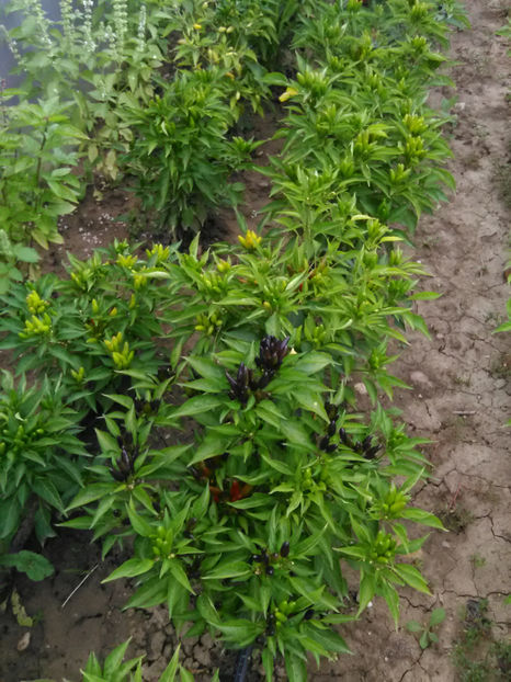  - Imagini 22 iulie 2018