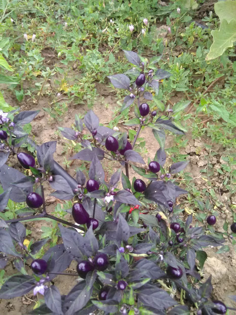  - Imagini 22 iulie 2018