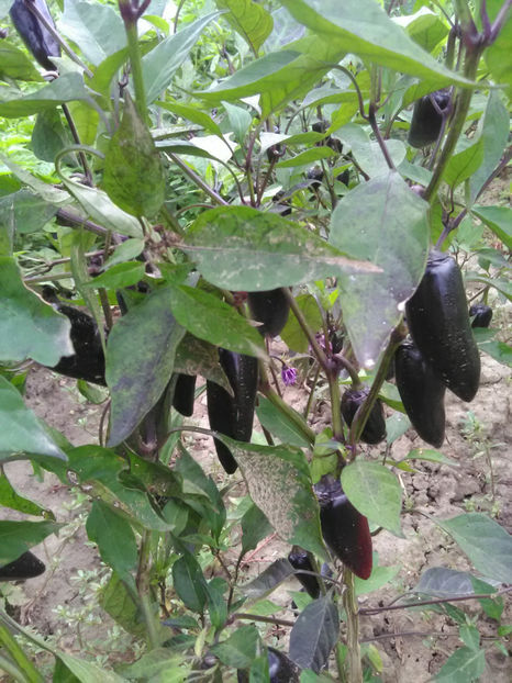  - Imagini 22 iulie 2018