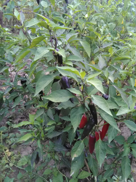  - Imagini 22 iulie 2018