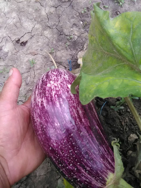  - Imagini 22 iulie 2018