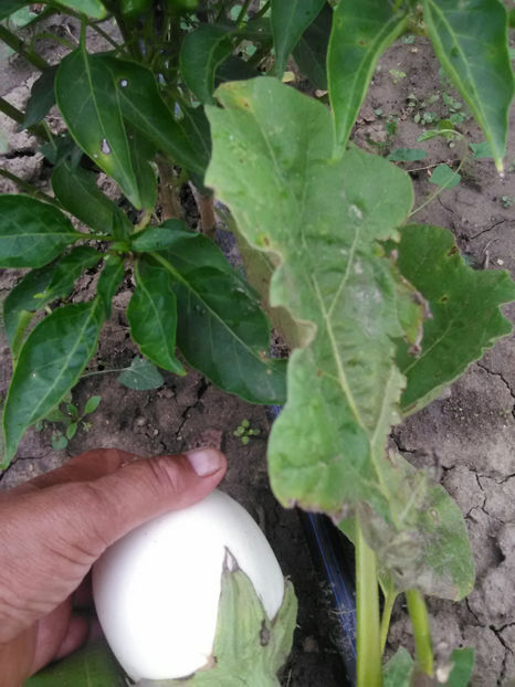  - Imagini 22 iulie 2018