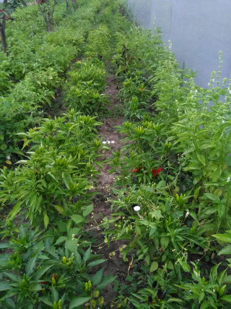  - Imagini 22 iulie 2018