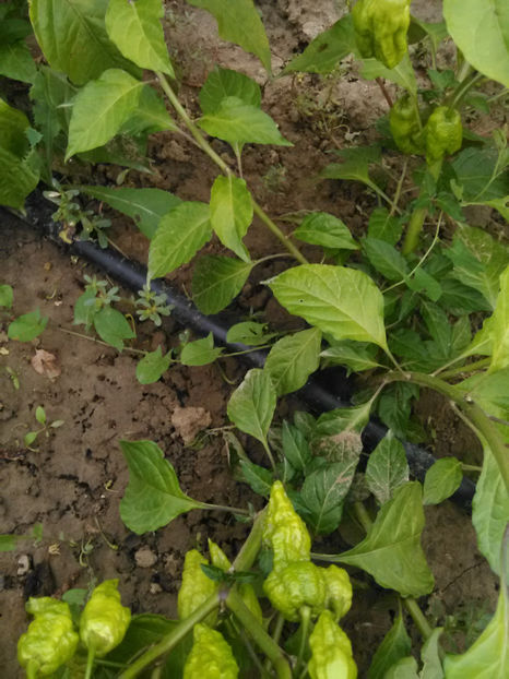  - Imagini 22 iulie 2018