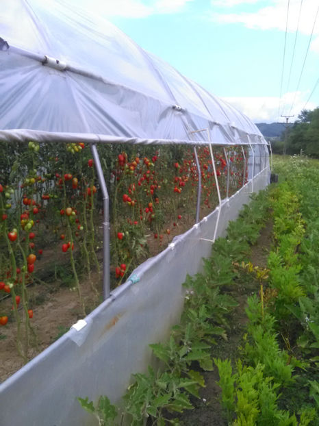  - Imagini 22 iulie 2018