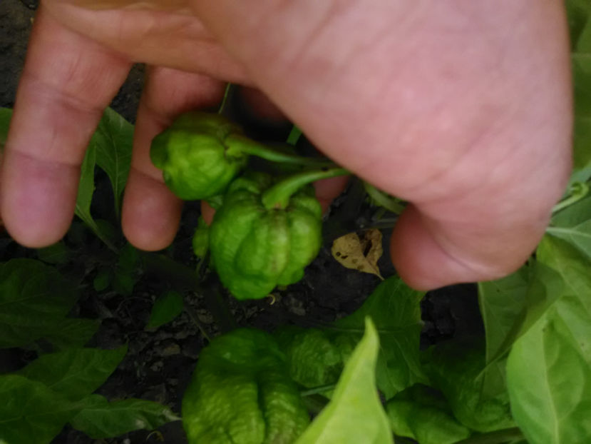  - Imagini 22 iulie 2018