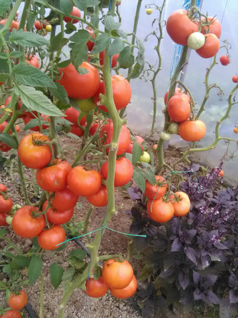  - Imagini 22 iulie 2018