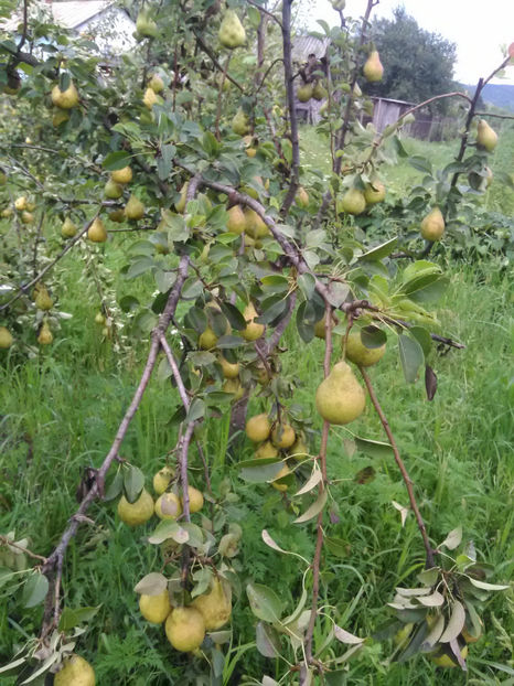  - Imagini 22 iulie 2018