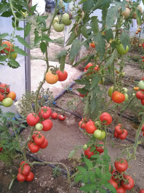  - Imagini 22 iulie 2018