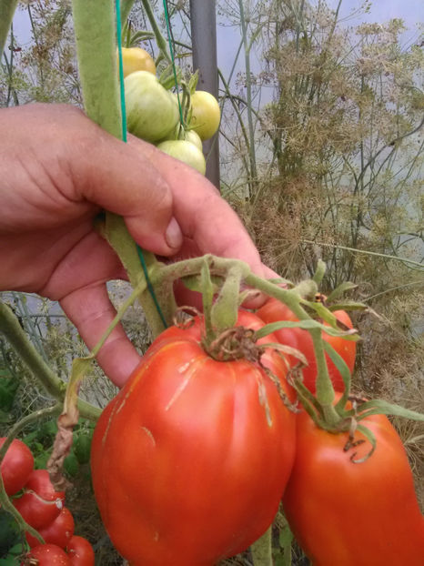  - Imagini 22 iulie 2018