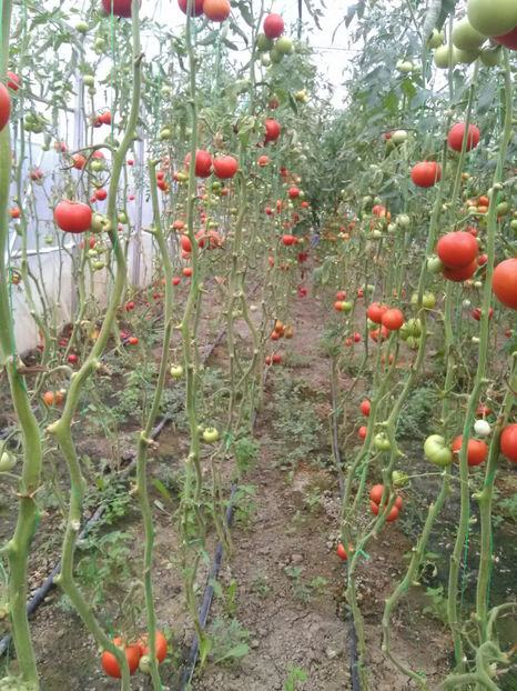  - Imagini 22 iulie 2018