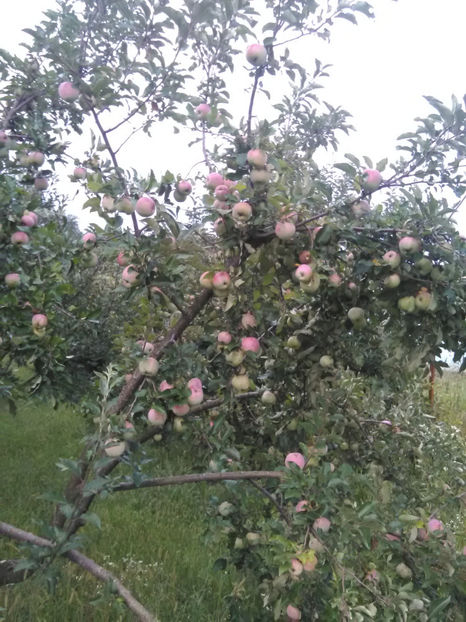  - Imagini 22 iulie 2018